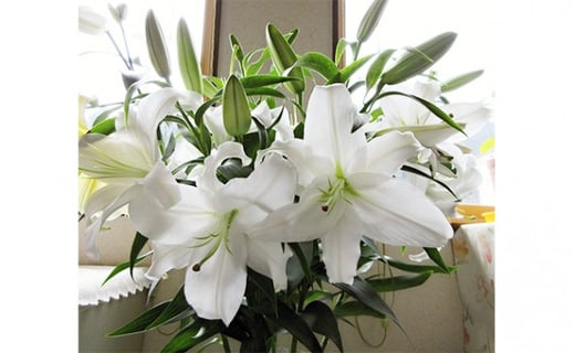 
            [№5762-0209]産地直送 オリエンタルユリ生花（切花）白色6本セット 
          