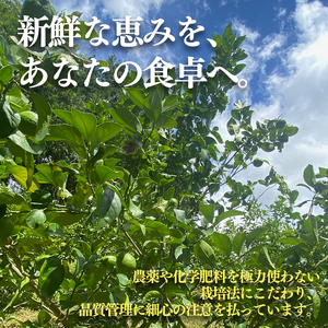 レモン イエローレモン 約1kg 愛媛県 松山市【MSD001_y】