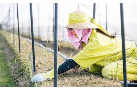 【先行受付 令和8年3月より発送】朝採りアスパラ定期便1kg×6回 【アスパラ アスパラガス グリーンアスパラガス モデル バーベキュー BBQ こだわり 採れたて 野菜 】(H013109)