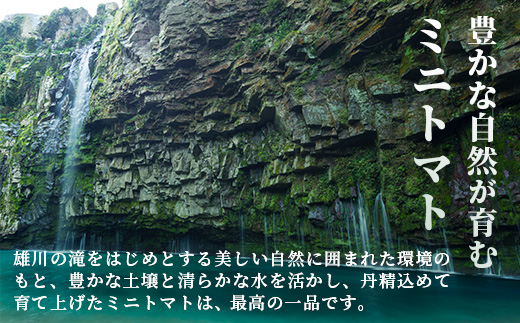 【先行予約】田淵さんちの美味しい ミニトマト 小鈴 2kg（1kg×2箱）｜鹿児島県 南大隅 産地直送 旬 とまと ミニトマト 野菜 やさい 送料無料 ≪2025年11月より順次発送≫