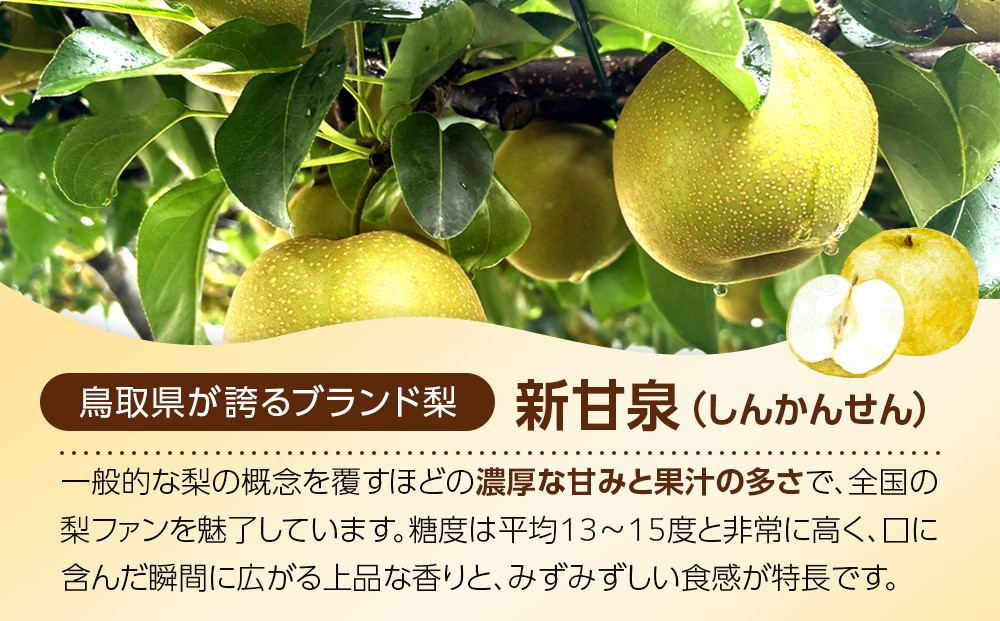 1257.【2026年度発送先行予約】訳あり　新甘泉　5kg