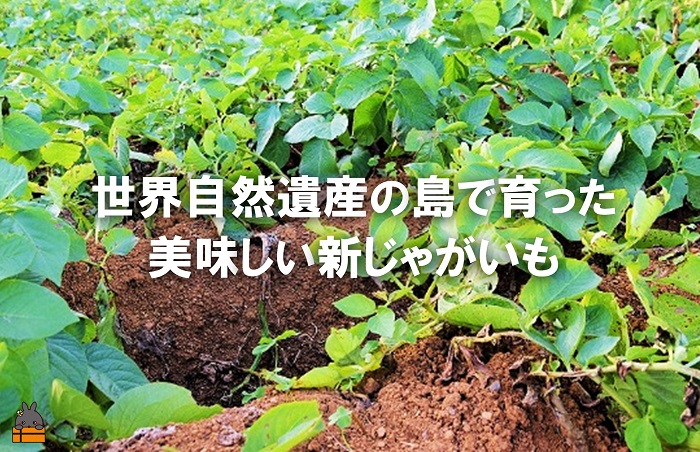 《2026年春お届け！》福祉作業所の仕事にもつながる！徳之島の“新”じゃがいも（3kg）( バレイショ 野菜 旬 春 徳之島 奄美 鹿児島 肉じゃが カレー じゃがバター 美味しい 人気 オススメ 福