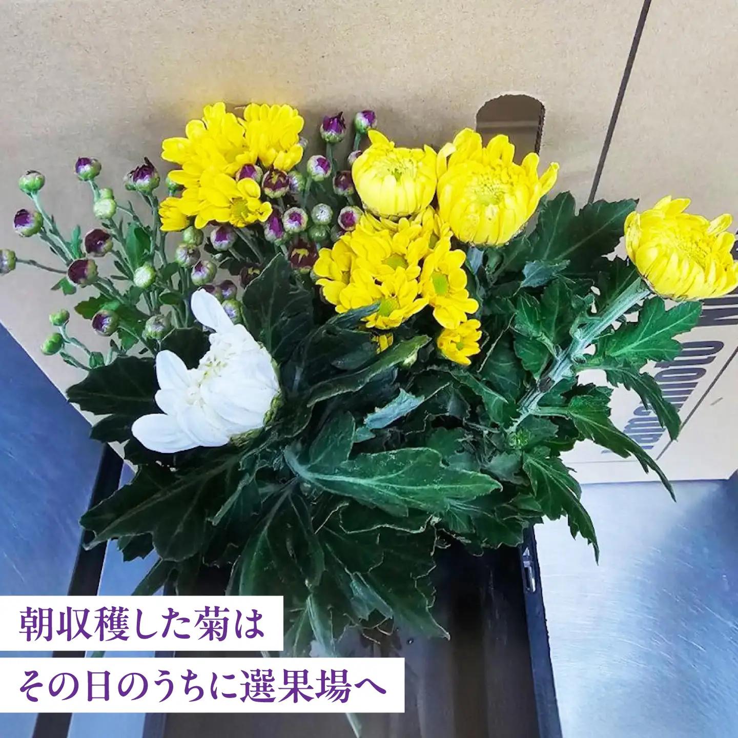 大菊小菊3色ミックス 花 季節の花束 ギフト おまかせ 広島県江田島市/山本農園[XDA002]