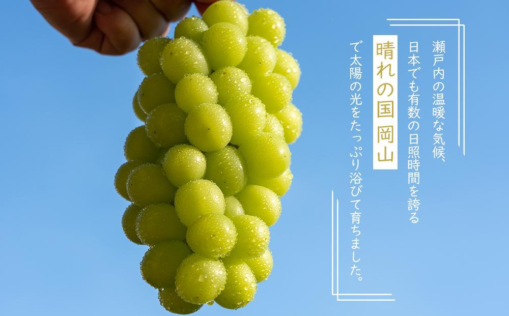 岡山県産 ぶどう  2026年発送 ご家庭用 シャインマスカット 晴王 約400g×2房 計800g ブドウ フルーツ 果物