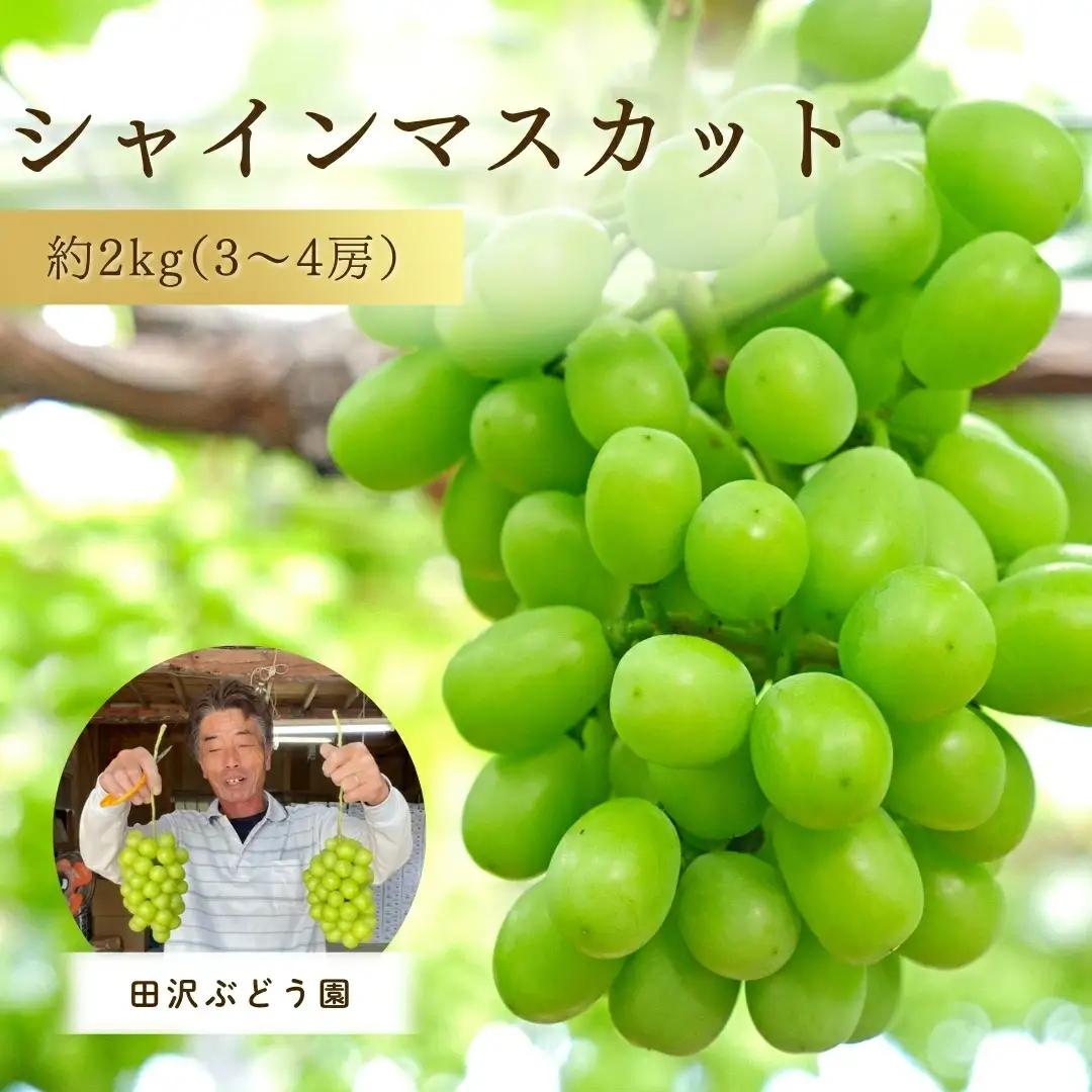 【令和8年産先行予約】シャインマスカット 約2kg (3～4房) 種なし | 新潟県 五泉市 ぶどう マスカット 果物 フルーツ