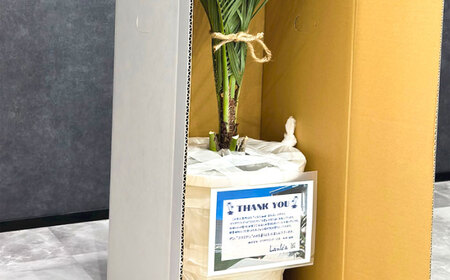 ココスヤシ 10号鉢 庭木 観葉植物【南国リゾートガーデンに人気】 ヤシの木 植木鉢 グリーン 岐阜市/マツダクリエイト[ANBC001]