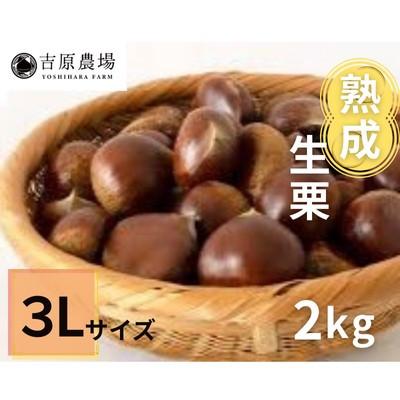 ふるさと納税 筑西市 【 吉原農場 の 完熟栗 】 熟成 生栗 2kg 3Lサイズ