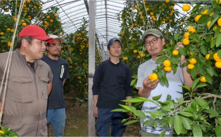 【2026年6月中旬〜発送】ハウス みかん 約2kg / みかん ミカン 蜜柑 果物 フルーツ 贈答用 化粧箱 / 南島原市 / 島原雲仙農業協同組合  東南部基幹センター [SAC003]