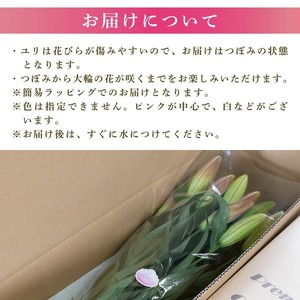  ユリ(オリエンタルリリー)10本 3ヶ月定期便【ユリ】