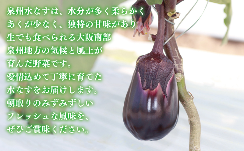 泉州 泉佐野市産 ハウス水なす 6個【茄子 泉佐野産 とれたて 新鮮野菜 やさい 高評価 数量限定】 005A759