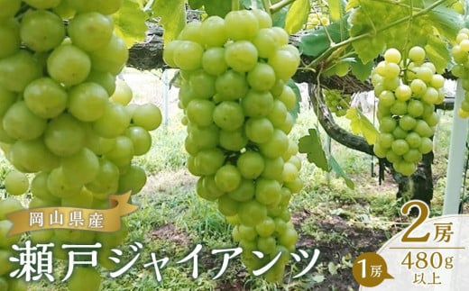 ぶどう 2026年  瀬戸 ジャイアンツ 2房（1房480g以上） ブドウ 葡萄  岡山県産 国産 フルーツ 果物 ギフト | 瀬戸ジャイアンツ 果物 フルーツ 新鮮 ブドウ 葡萄  岡山 国産 ギフト おすすめ 人気