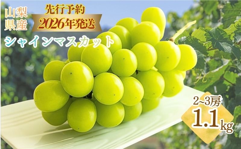 FB014【2026年 先行予約】今月のおススメ！山梨県産　シャインマスカット 1.1kg (２房～3房)|シャインマスカット シャイン マスカット ブドウ ぶどう 葡萄  フルーツ 果物 先行予約 新鮮 