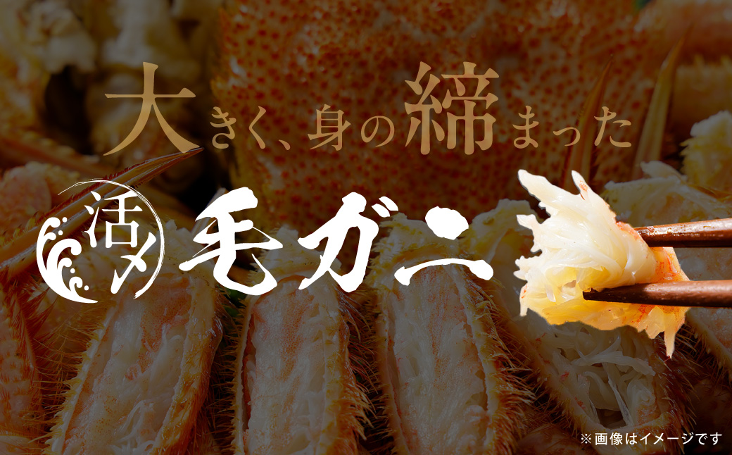 オホーツク産活〆毛ガニ 2尾（600g×2） ABAO2206