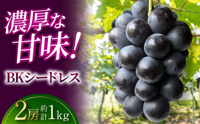 
                  【先行予約】ぶどう BKシードレス （約1kg／2房） ＜8月下旬頃から順次発送＞ 三次市 / 黒瀬ぶどう園 [APAB008]
                