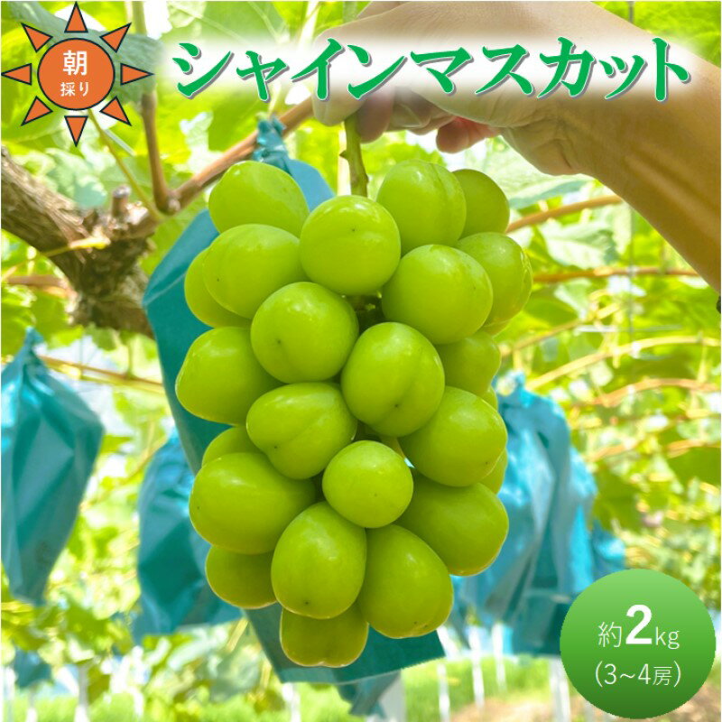 【ふるさと納税】早期受付 ぶどう シャインマスカット 3～4房 約2kg 岡山県高梁市産 うめづぶどう園 化粧箱入り 葡萄 ブドウ 大粒 贈答用　お届け：2025年9月中旬～2025年10月上旬