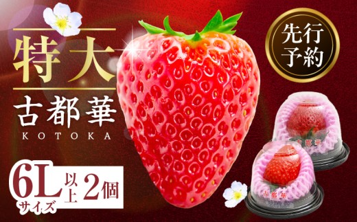 【2027年2月～3月発送】贈答用：完熟「古都華」奈良ブランドいちご特大6Lサイズ以上2個　先行予約 ことか 甘い 糖度 濃い 濃厚 果汁 濃赤 香り 朝摘み いちご イチゴ 苺 フルーツ 果物 くだもの ご褒美 ごほうび 贈り物 ギフト プレゼント 冷蔵 奈良県 生駒市 送料無料