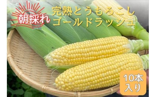 完熟とうもろこし(ゴールドラッシュ)10本 7月中旬発送 長野県 信州 南信州 高森町 旬の野菜 やさい 夏野菜 コーン 中平農園