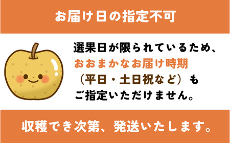 Y034 王秋梨(赤秀) 5kg