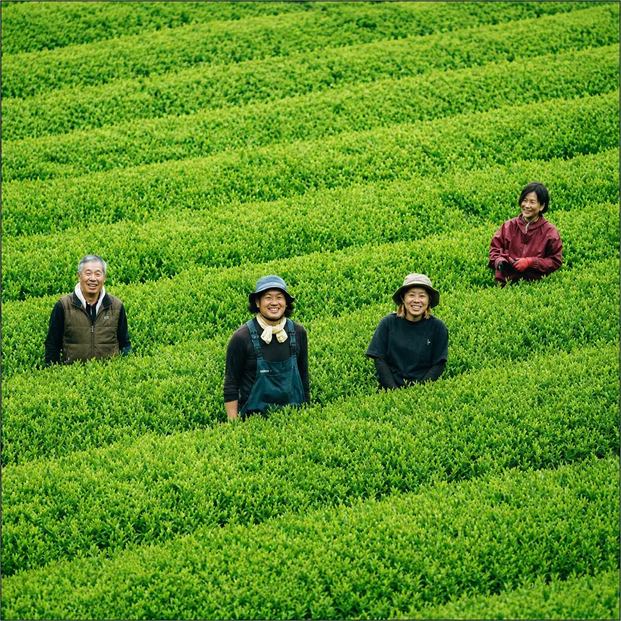 お茶 緑茶 いつきの茶 セット 90g 5袋