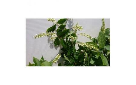 緑の力で地球を元気に!＜コバノズイナ＞ 18cmポット 小葉の髄菜 花と紅葉とお楽しみいっぱい!