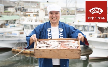 年4回 定期便【香川県産魚入りお刺身蒲鉾】仁加屋かまぼこ詰合せ セット-9 魚貝類 練り製品 練り物 詰め合わせ 瀬戸内海 グチ エソ ハモ タイ 