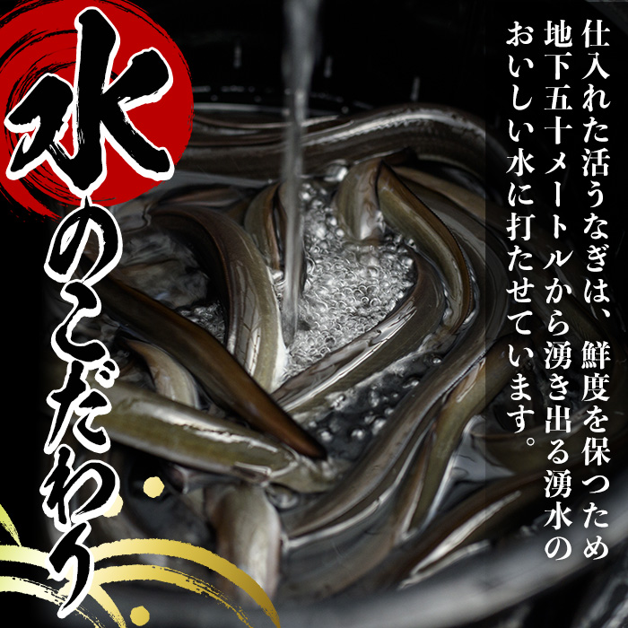 y488 国産！うなぎ蒲焼き(5尾・タレ付き) 国産 九州産 鹿児島県 宮崎県 鰻 ウナギ unagi うな重 うな丼 ひつまぶし うなじゅう 蒲焼 かばやき 無頭 魚 魚介類 土用 丑の日 タレ タ