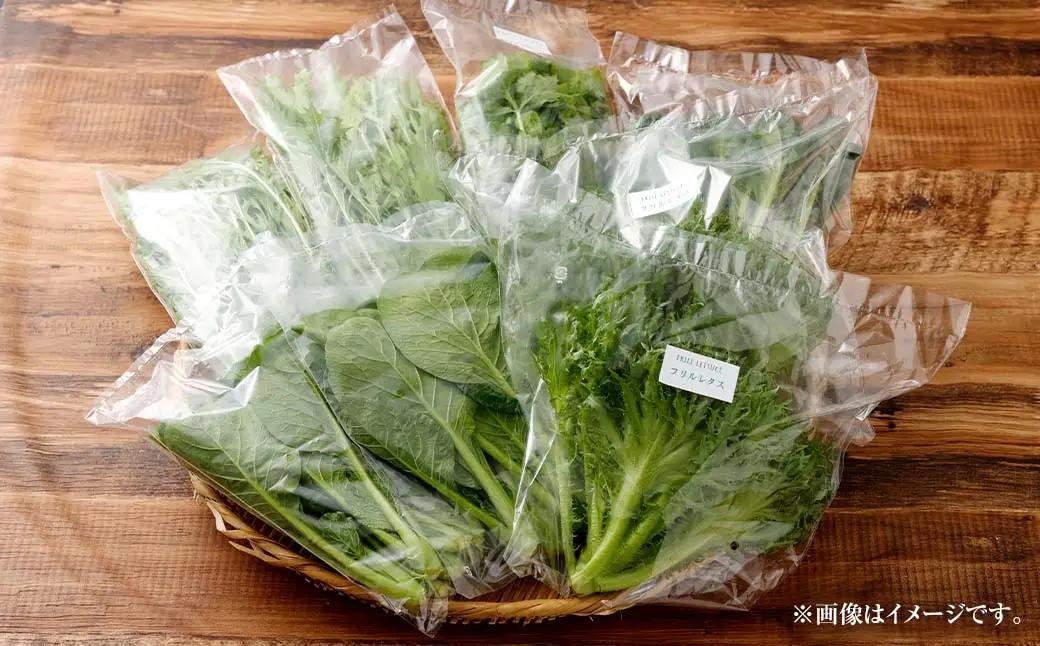 水耕 栽培 新鮮 葉物 野菜 Aセット GreensFarm ホタル サラダ 和え物 M06S22【2026年11月上旬～2027年6月上旬発送予定】