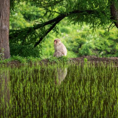 ふるさと納税 尾花沢市 【令和8年産】先行受付 新米 精米10kg(5kg×2) 棚田米『雪きらり』尾花沢市中刈産 |  | 01