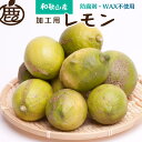 【ふるさと納税】＜9月より発送＞ 加工用 黒潮 レモン 3kg+90g（傷み補償分） 和歌山有田産 防腐剤・WAX不使用 国産 訳あり わけあり レモン 果汁用 ［IKE81］