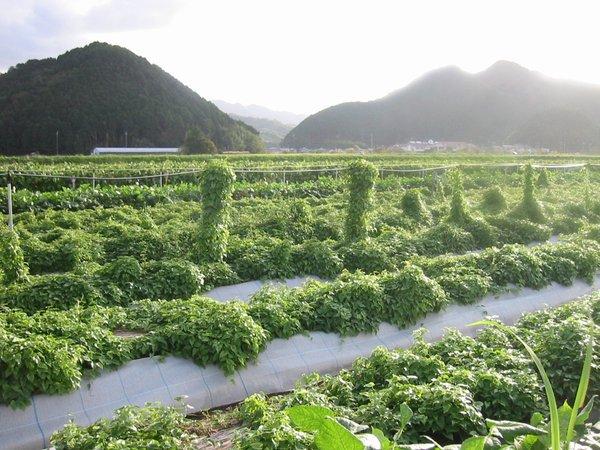 【芋家なか吉】後は植えるだけ カット種芋 1,5kg 丹波山の芋