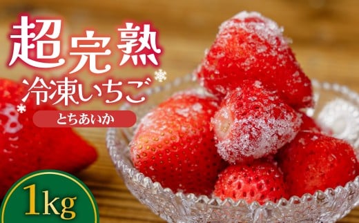 冷凍いちご 完熟とちあいか 1kg(500g×2) | いちご とちあいか イチゴ 苺 完熟 ジャム スムージー スイーツ デザート アイス シャーベット 果物 フルーツ  鈴木いちご園 栃木県 茂木町