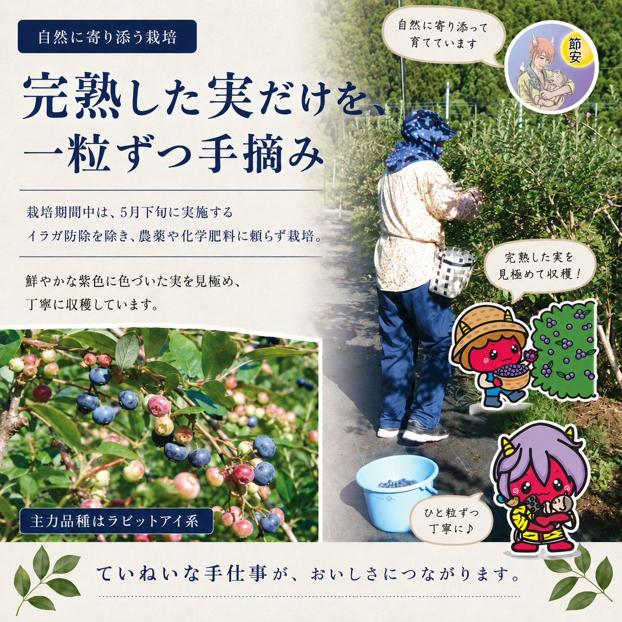 【先行予約】【選別済み大粒】冷凍ブルーベリー900g（150g×6P） | 選別済み 大粒 国産 個包装 小分け 冷凍 鬼北町直営農園 果実 フルーツ 果物 くだもの 朝食 ヨーグルト　鬼北町役場 日