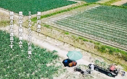 【新たまねぎ】淡路島たまねぎ(5キロ)【発送時期：2025年4月