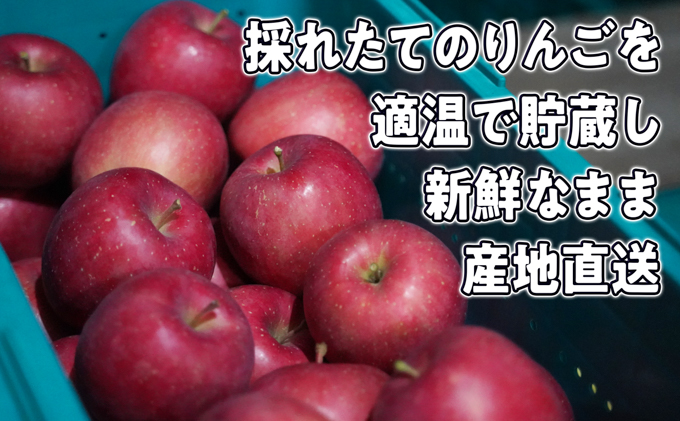 1月～3月発送 家庭用 旬のリンゴ詰め合わせ 約5kg 糖度13度以上【弘前市産・青森りんご】