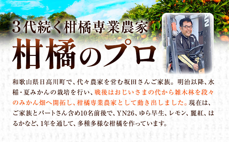 【先行予約】早生 みかん 約 5kg (2S～Lサイズ) どの坂果樹園《12月上旬-1月末頃出荷予定》 和歌山県 日高町 みかん 早生 旬 柑橘 フルーツ 果物 蜜柑 ミカン 2026年出荷出荷