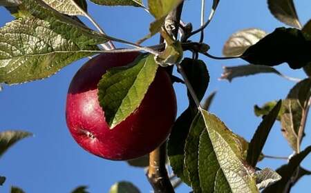 【紅玉100％】 甘くないりんごジュース 1L×2本 限定生産 りんごジュース