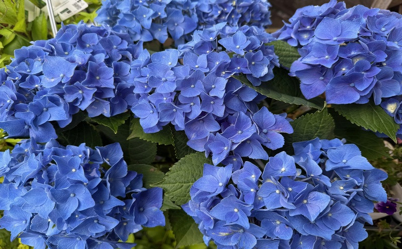 
            【先行予約】 母の日に！ アジサイ 鉢植え ブルー 5号 青系 花 あじさい 紫陽花 贈り物 お祝い 植物 季節 生花 フラワー ギフト 母の日 2026年5月から順次発送 オンライン決済限定  静岡県 藤枝市
          