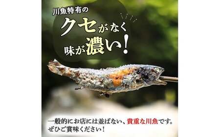 清流育ちの四万十あめご （約700g）冷凍 個包装 竹串付き BBQ 川魚 あめご ／Eay-01