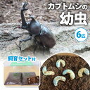 【ふるさと納税】【配送期間は2025年1月下旬～4月上旬に随時配送】カブトムシ（幼虫・6匹）飼育セット付　生き物・カブトムシ・かぶとむし・飼育セット・昆虫・飼育　お届け：2025年1月下旬～2025年4月下旬