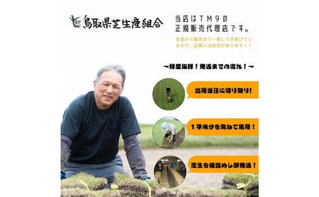 芝生(省管理型コウライ芝　TM9ティーエムナイン)10束セット※10平米分
