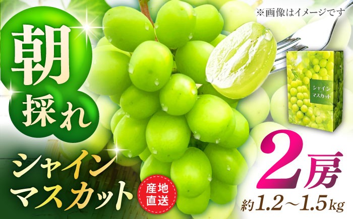 
【先行予約】シャインマスカット 2房（約1.2〜1.5kg）【城 果樹園】ぶどう マスカット ますかっと フルーツ 果物 熊本県産 山鹿市産 先行予約 [ZFD001]
