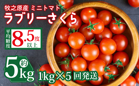 トマト 予約受付 計5kg ミニトマト