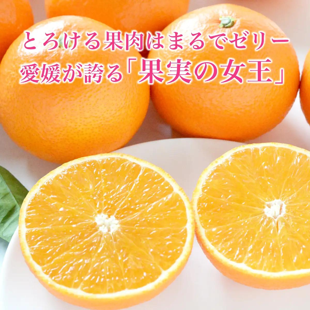 みかん【先行受付】紅まどんな 化粧箱 3L～L 10～15玉