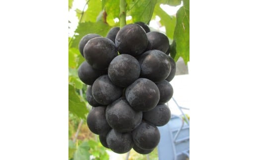 
            【2025年先行受付】三木南畑ぶどう園産ブラックビート2kg
          