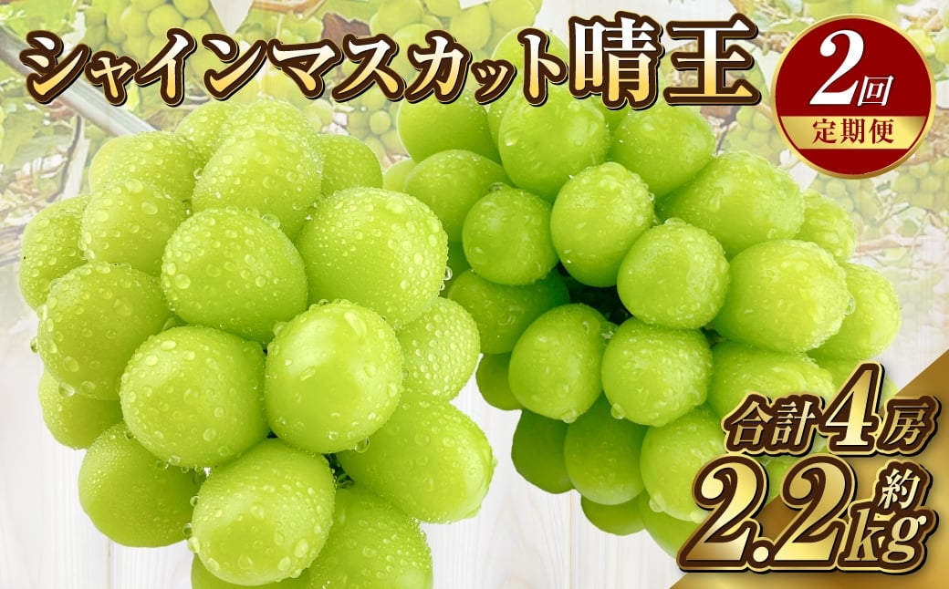 
            【定期便 全2回／2026年9・10月発送】 岡山県産シャインマスカット 晴王 2房 約1.1kg｜2回定期便 9月・10月に1回づつお届け 種無し 皮ごと食べる 旬の美味しさ フレッシュ 先行予約 ハレノフルーツ
          
