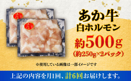 【全6回定期便】あか牛 白 ホルモン 約500g (約250g×2P) / 牛肉 褐毛和種 ホルモン 肉 九州産 国産牛 熊本県産 小分け あかうし 鍋 焼肉【五右衛門フーズ】[BHCY011]