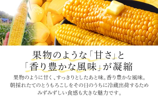   朝採りスイートコーン（20本）