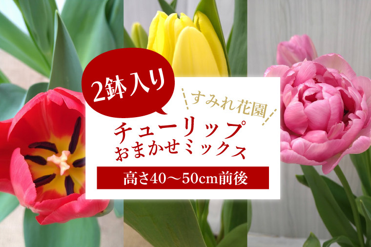 
【2025年1月中旬より発送】【訳あり】チューリップ　2鉢入り　おまかせミックス(EH-20)
