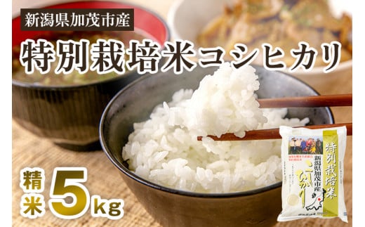【令和7年産新米先行予約】新潟県加茂市産 特別栽培米コシヒカリ 精米5kg 《10月中旬から順次出荷》 白米 従来品種コシヒカリ 加茂有機米生産組合