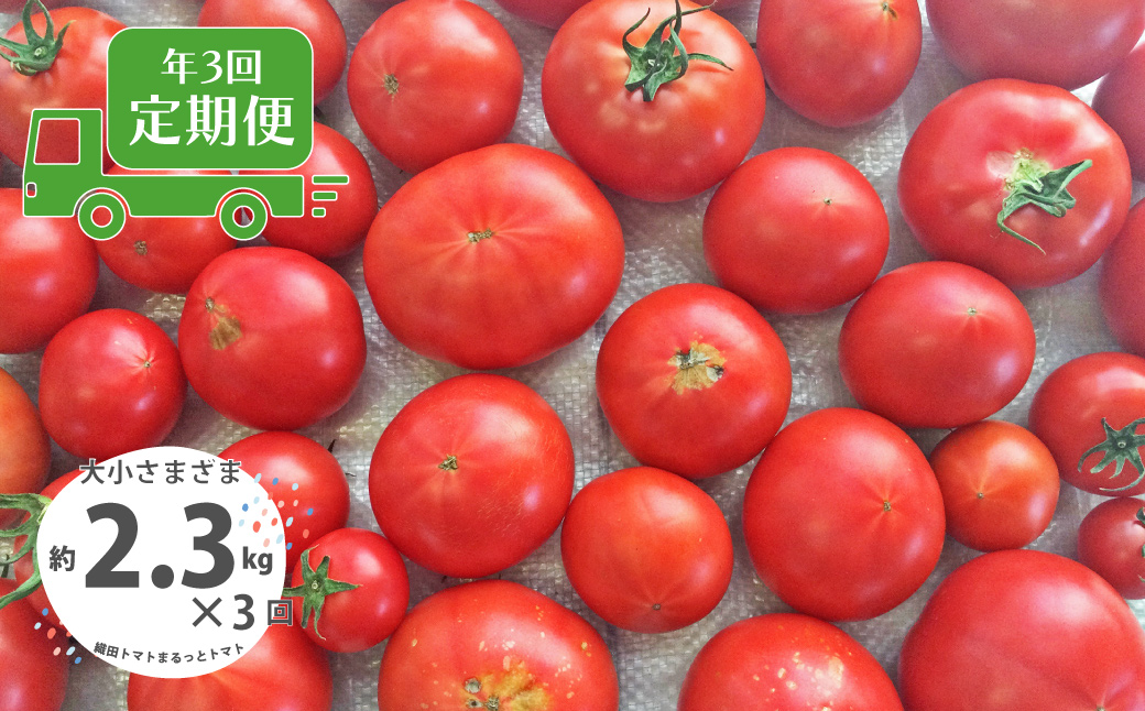 ＜＜2026年発送＞＞【3回定期便】【訳あり】トマト 約2.3kg 織田トマト 高知 サイズ 違い 混合 キズあり 大小 まるっとトマト ＜毎年2月末頃まで申込受付＞【1月頃～5月頃の間に3回お届け】